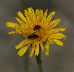 Heriades truncorum