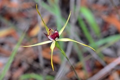 Caladenia decora