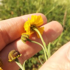 Helenium mexicanum
