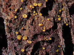 Orbilia xanthostigma