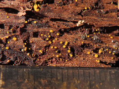 Orbilia xanthostigma