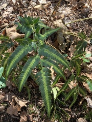 Arachniodes simplicior