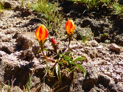Gentianella scarlatina