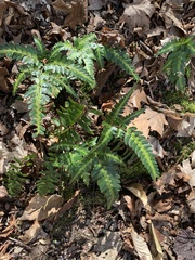 Arachniodes simplicior