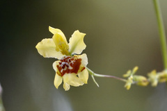 Oncidium adelaidae
