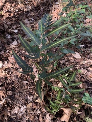 Arachniodes simplicior