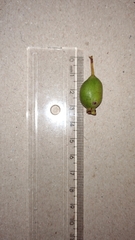 Psidium ratterianum