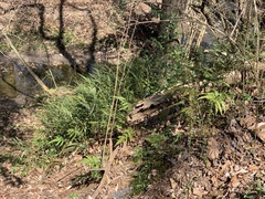 Arachniodes simplicior