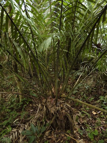 Phytelephas macrocarpa, photograph 5