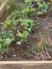 Brassica oleracea viridis