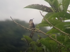 Chaetocercus heliodor