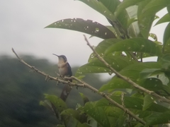 Chaetocercus heliodor