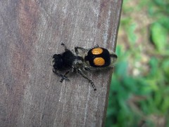 Hoplomutilla spinosa