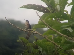 Chaetocercus heliodor