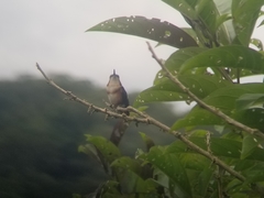 Chaetocercus heliodor