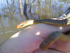 Chironius carinatus