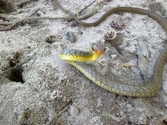Chironius carinatus