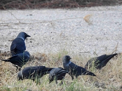 Corvus monedula soemmerringii