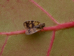 Bothriocera maculata