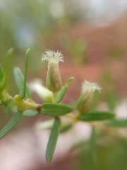 Baccharis dracunculifolia