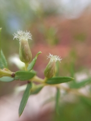 Baccharis dracunculifolia