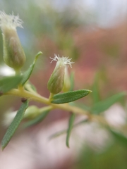 Baccharis dracunculifolia
