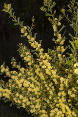 Acacia littorea