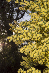 Acacia littorea