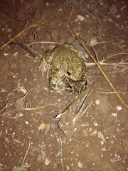 Bufotes boulengeri siculus