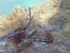 Haliotis scalaris emmae