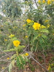 Senna multiglandulosa