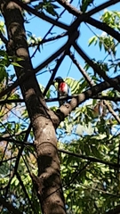 Pheucticus ludovicianus