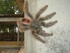 Avicularia variegata
