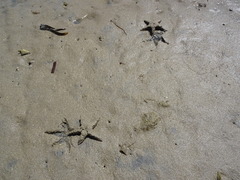 Astropecten polyacanthus