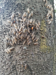 Sangalopsis microleuca