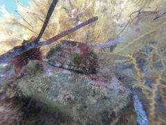 Haliotis scalaris emmae