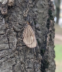 Sangalopsis microleuca