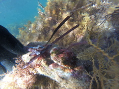 Haliotis scalaris emmae