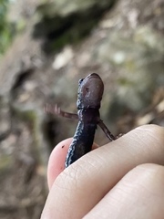 Plethodon kentucki