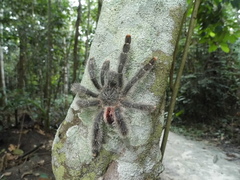 Avicularia variegata