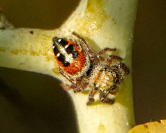 Phidippus