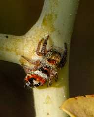 Phidippus