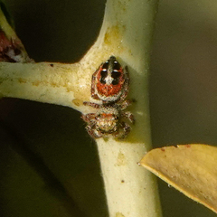 Phidippus