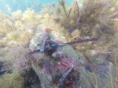 Haliotis scalaris emmae