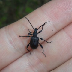 Prostenus