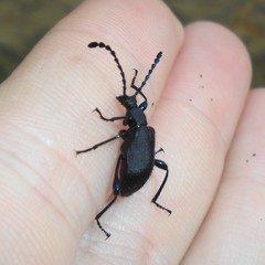 Prostenus