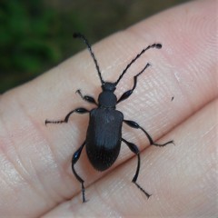 Prostenus