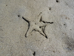 Astropecten polyacanthus