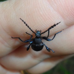 Prostenus