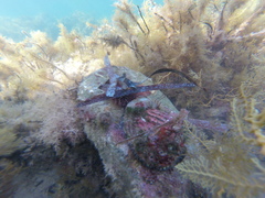 Haliotis scalaris emmae